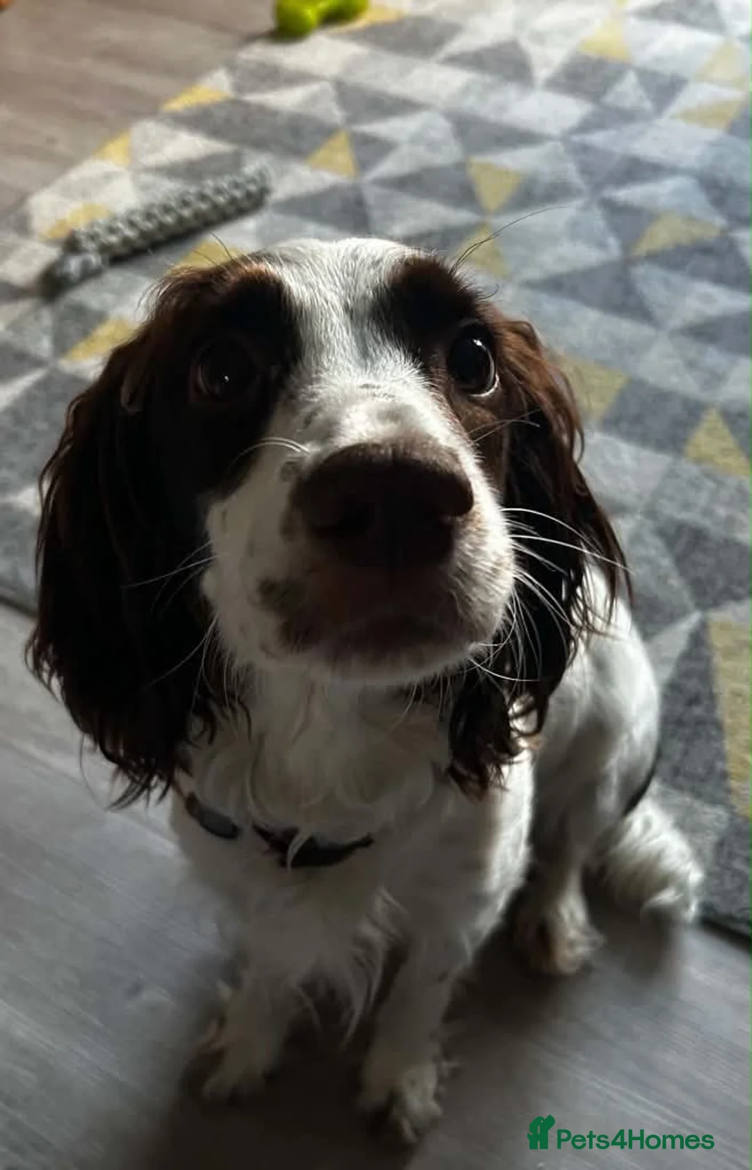 Sprocker dogs for sale: Puppies for loving homes - Advert 1