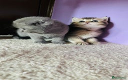 Scottish Fold cats for sale: Beautiful litter Scottish fold ready to reserve ❤️ - Image 6