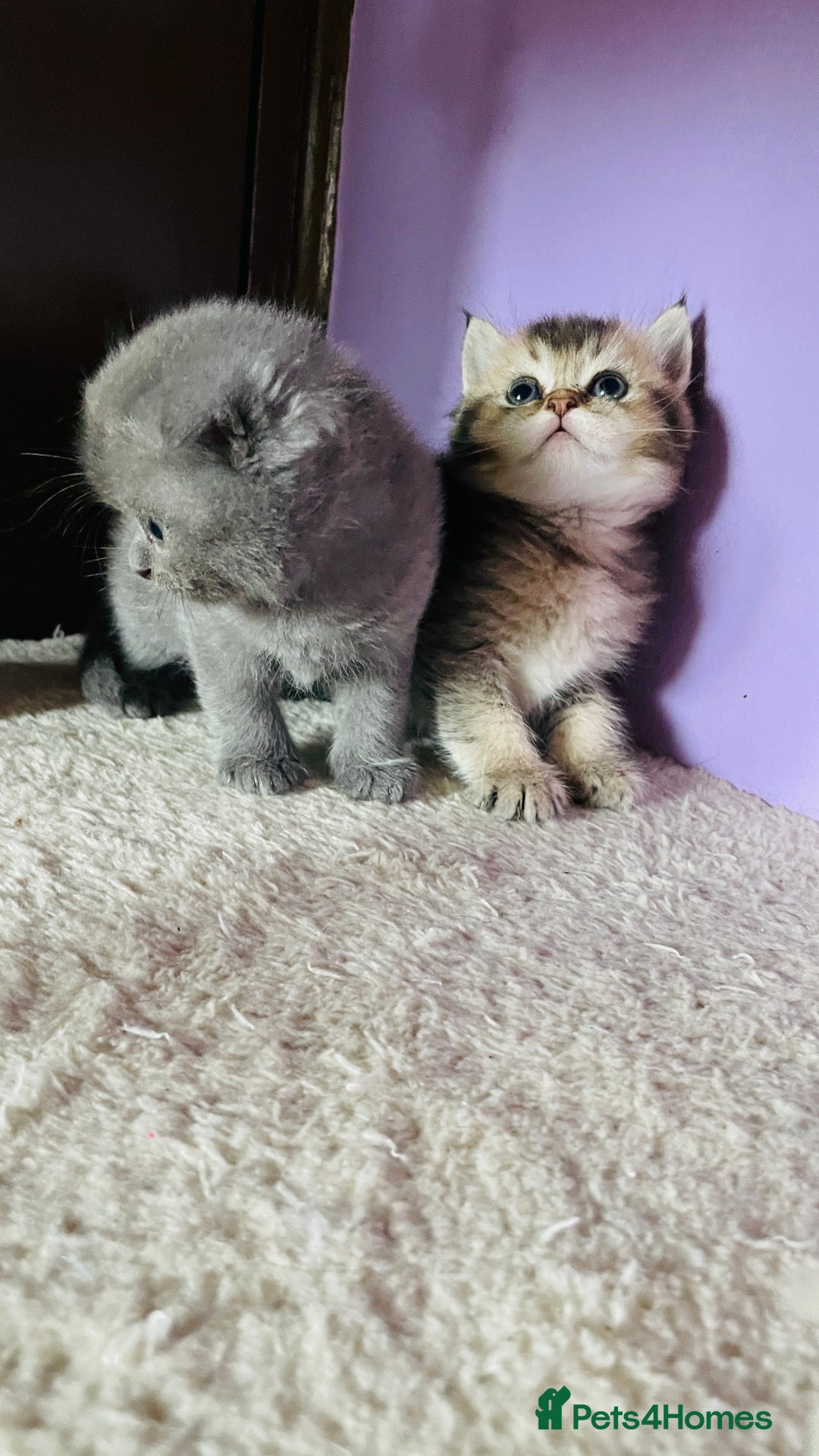 Scottish Fold cats for sale: Beautiful litter Scottish fold ready to reserve ❤️ - Image 6
