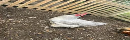 Chickens poultry for sale: Lavender Orpington Cockerel in Windsor - Advert 2