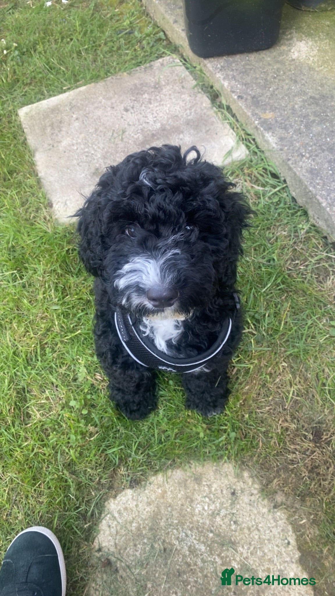 Cockapoo dogs Oreo  - Advert 1