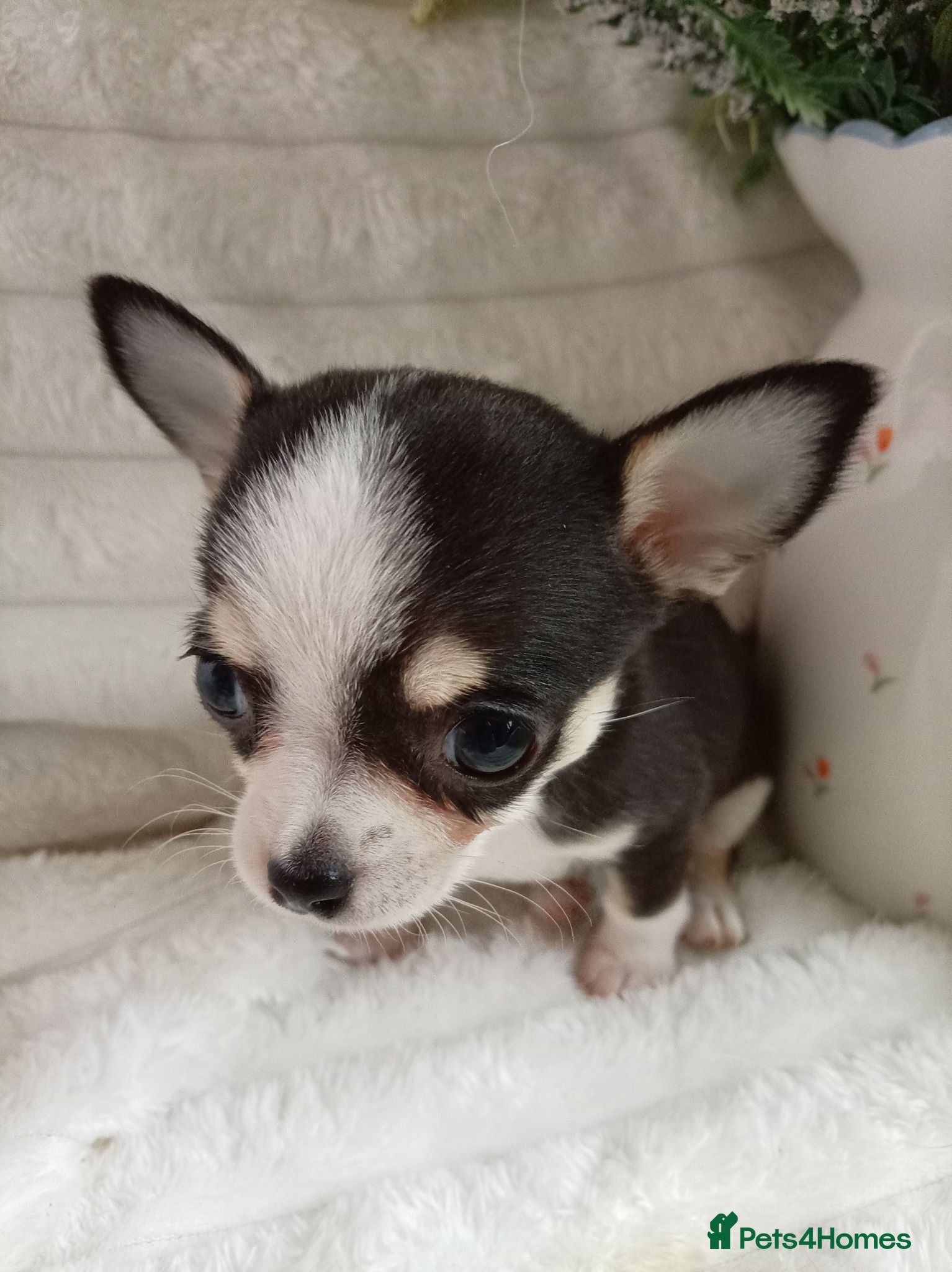 Chihuahua dogs Chihuahua puppies - Advert 5