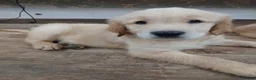 Golden Retriever dogs for sale: Ready to leave true gold colored golden retrievers - Advert 7