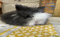 Lionhead rabbits for sale: Lionhead Rabbits For Sale  - Advert 3