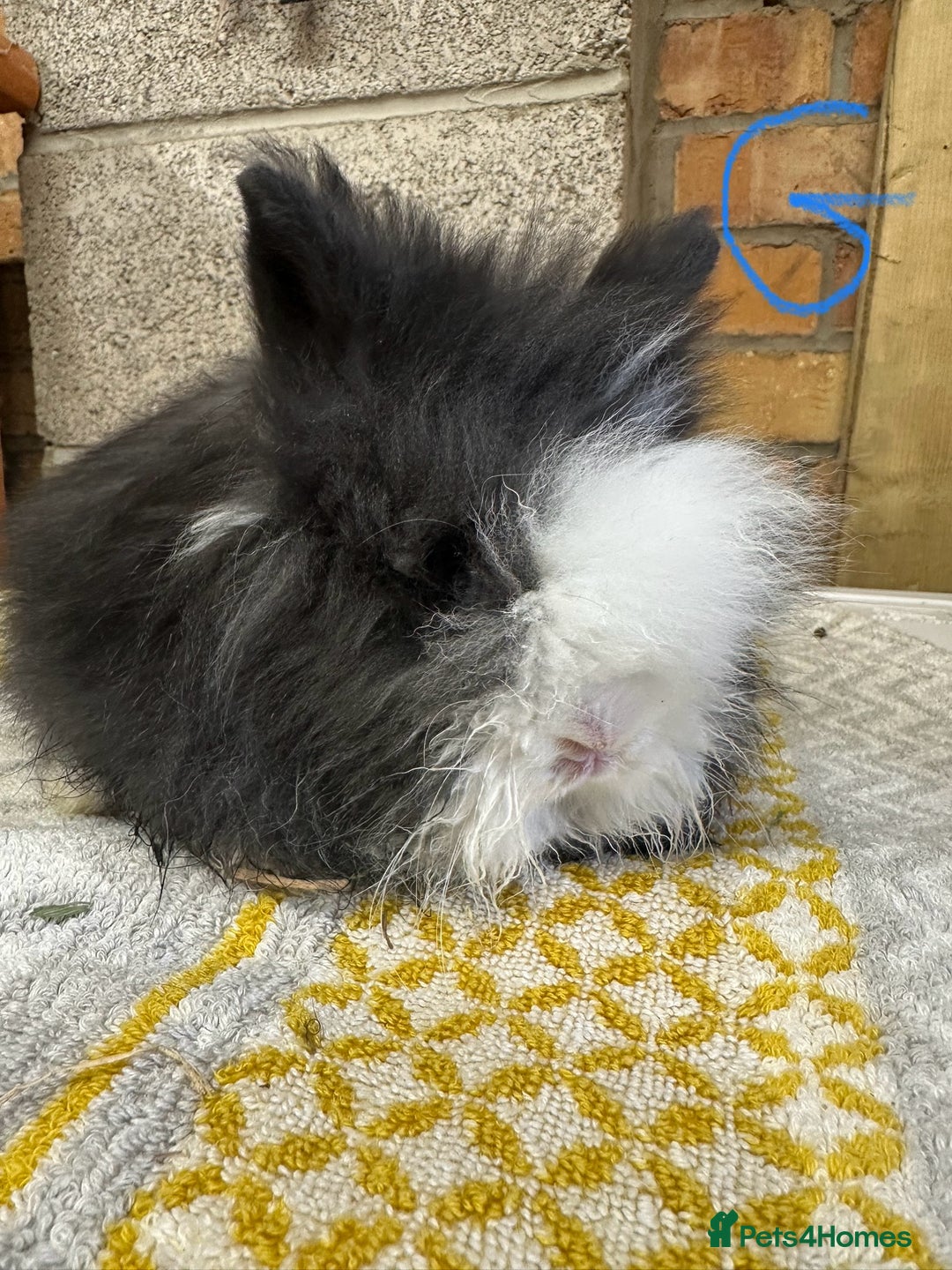 Lionhead rabbits for sale: Lionhead Rabbits For Sale  - Advert 3