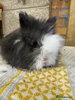 Lionhead rabbits Lionhead Rabbits For Sale - Advert 2