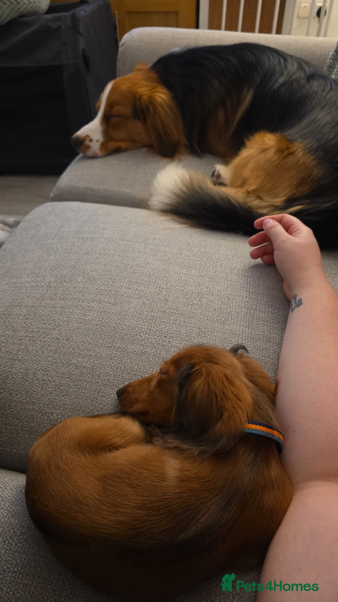 Miniature Dachshund dogs for sale: KC Miniature dauschund puppy - Advert 7