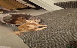 American Shorthair cats for sale: Rare Ginger Female Kittens for sale - Image 11