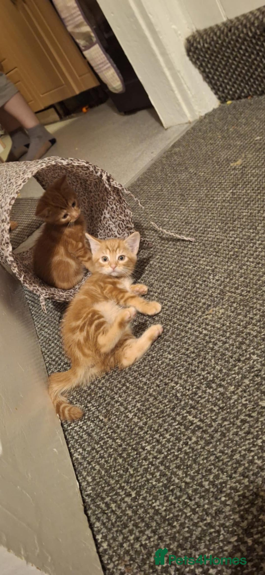 American Shorthair cats for sale: Rare Ginger Female Kittens for sale - Image 11