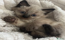 Ragdoll cats for sale: READY SOON! -ragdoll x British long hair  - Image 2