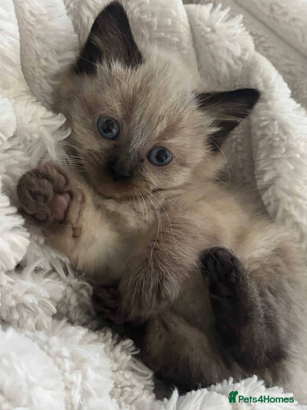 Ragdoll cats for sale: READY SOON! -ragdoll x British long hair  - Image 2