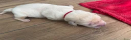 Labrador Retriever dogs for sale: 5 beautiful male labradors in Caerphilly - Advert 11