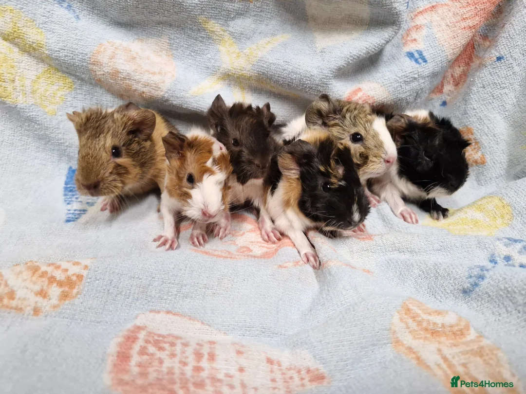 Guinea Pig rodents for sale: Male & Female baby guinea pigs - Born 4/6/26 in Carnforth - Advert 7
