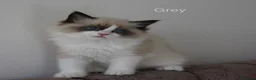 Ragdoll cats for sale: TICA Registered Ragdoll Kittens - Advert 13