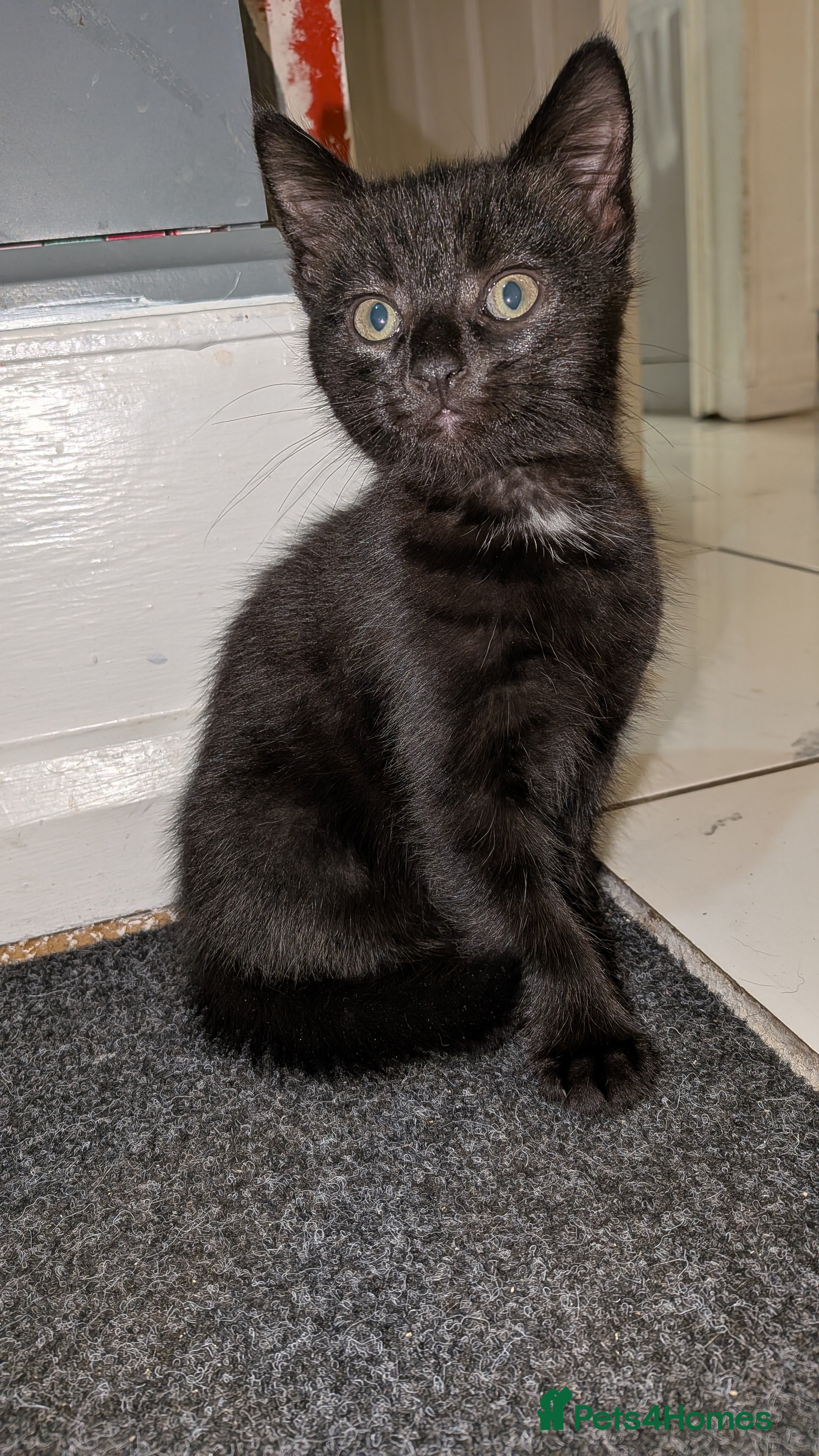 Mixed Breed cats for sale: 9 week old Black/brown tabby kittens - Advert 9