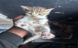 Mixed Breed cats for sale: Beautiful Kittens Available - Image 9