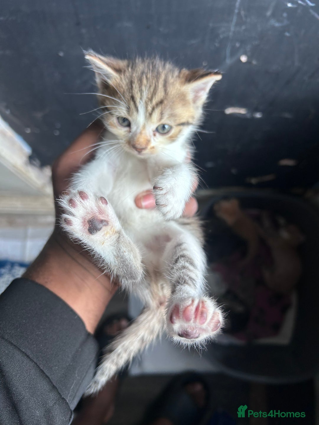 Mixed Breed cats for sale: Beautiful Kittens Available - Image 9