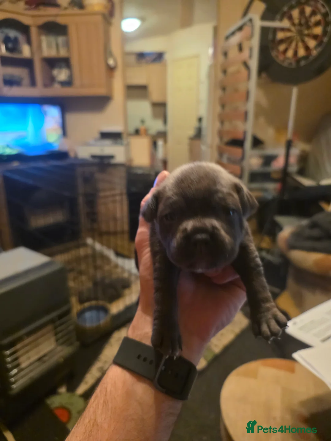 Staffordshire Bull Terrier dogs for sale: Blue Staffordshire Bull Terrier - Advert 29