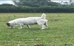 Jack Russell dogs for sale: 7 pure jack russel puppies  - Image 12