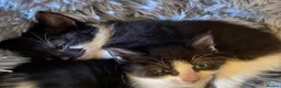 Mixed Breed cats for sale: Beautiful kittens - Advert 13