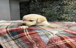 Labrador Retriever dogs for sale: 6 beautiful boy Labrador retrievers  - Image 6