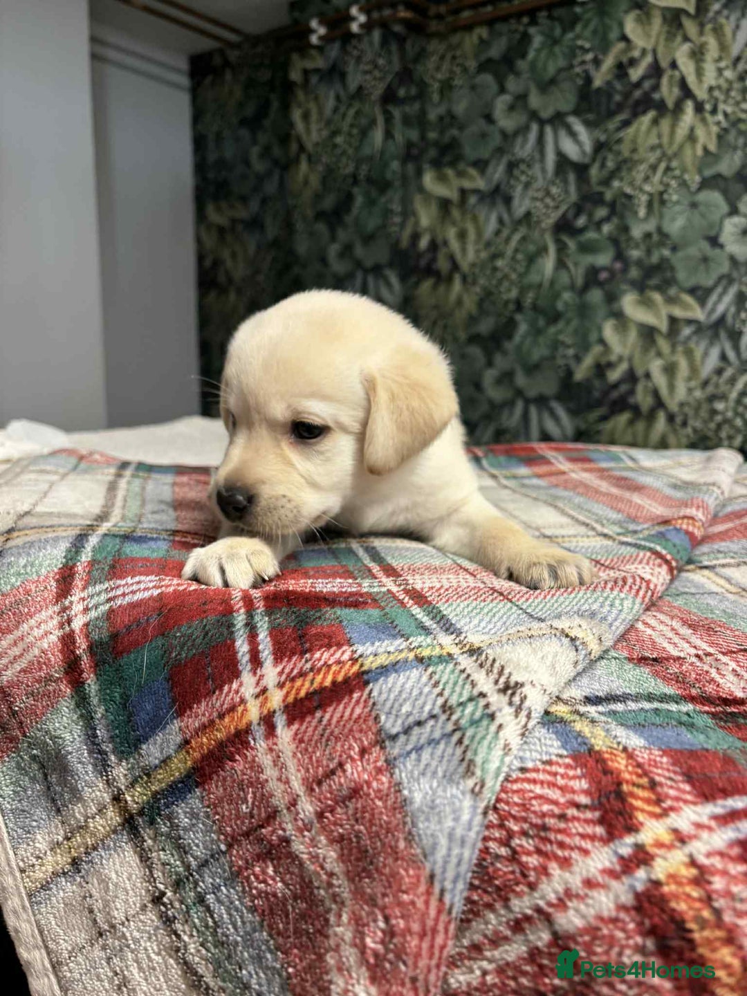 Labrador Retriever dogs for sale: 6 beautiful boy Labrador retrievers  - Image 6