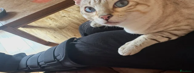 Chiko