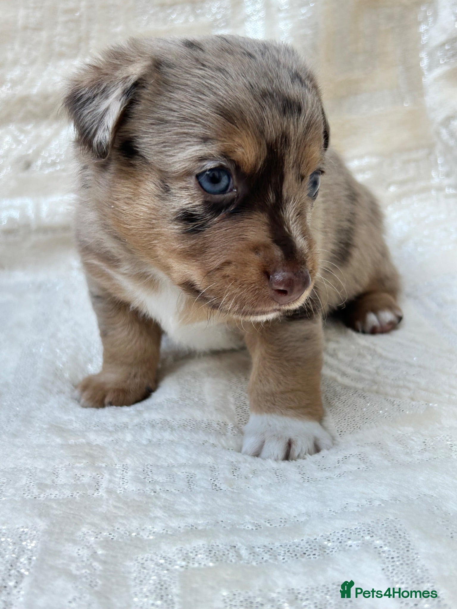Mixed Breed dogs Stunning Jack Russell Pupps Merle, Chocolate & Red - Advert 2
