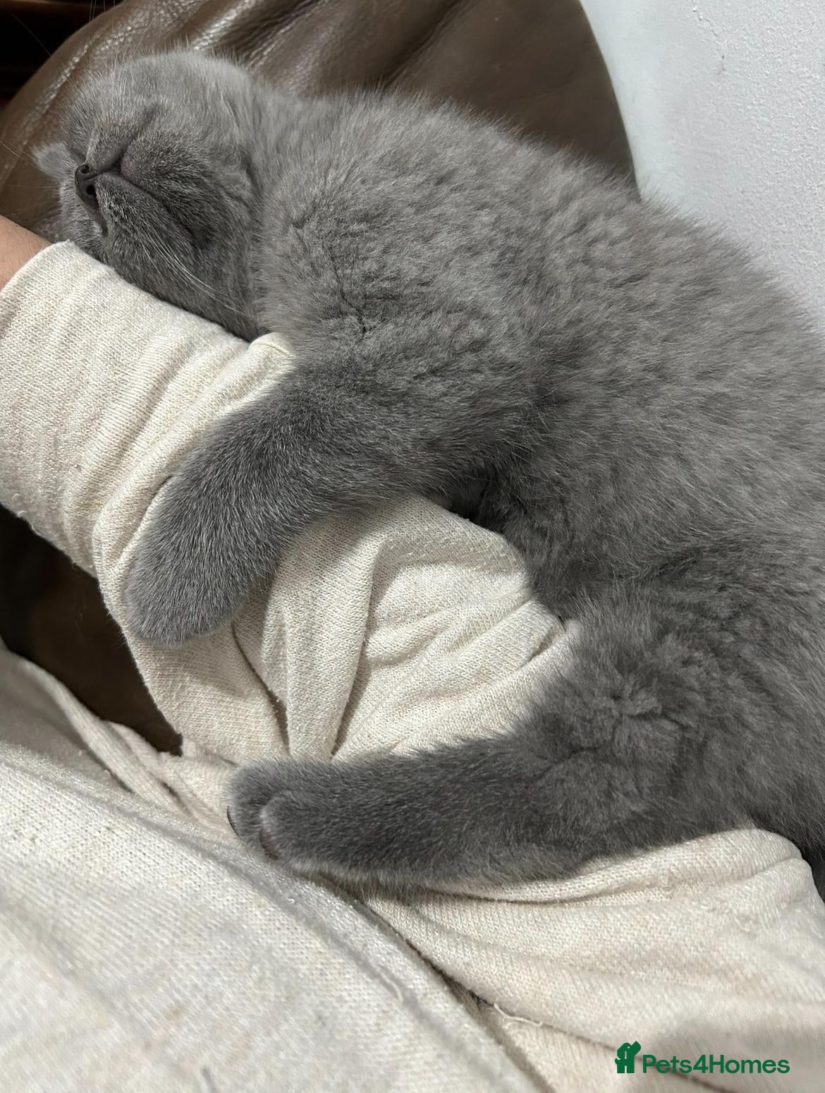 British Shorthair cats British short hair - Advert 2