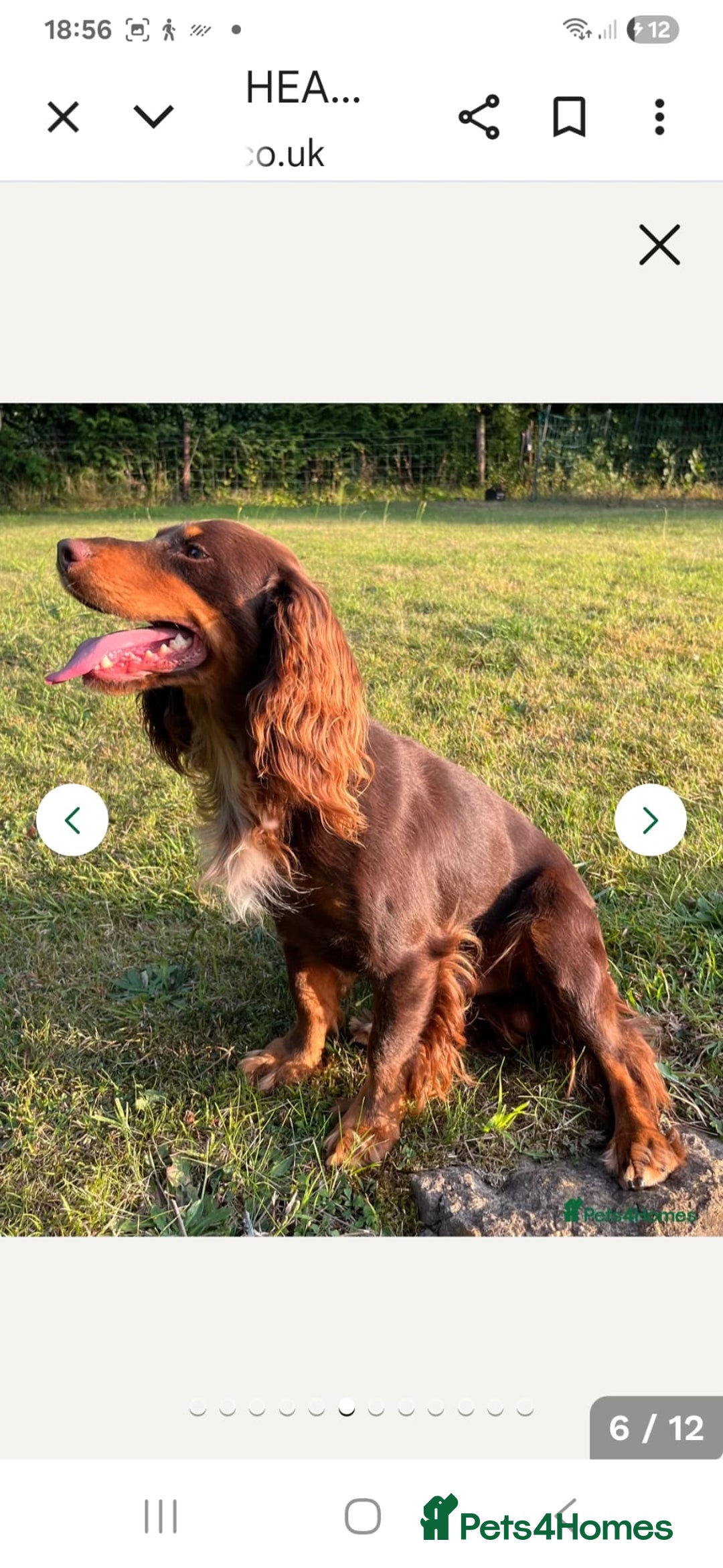Cocker Spaniel dogs for sale: Show/Working Cocker spaniel puppies  - Advert 4