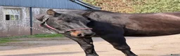 English Warmblood horses for sale: Big And beautiful - Winter project type  - Advert 4