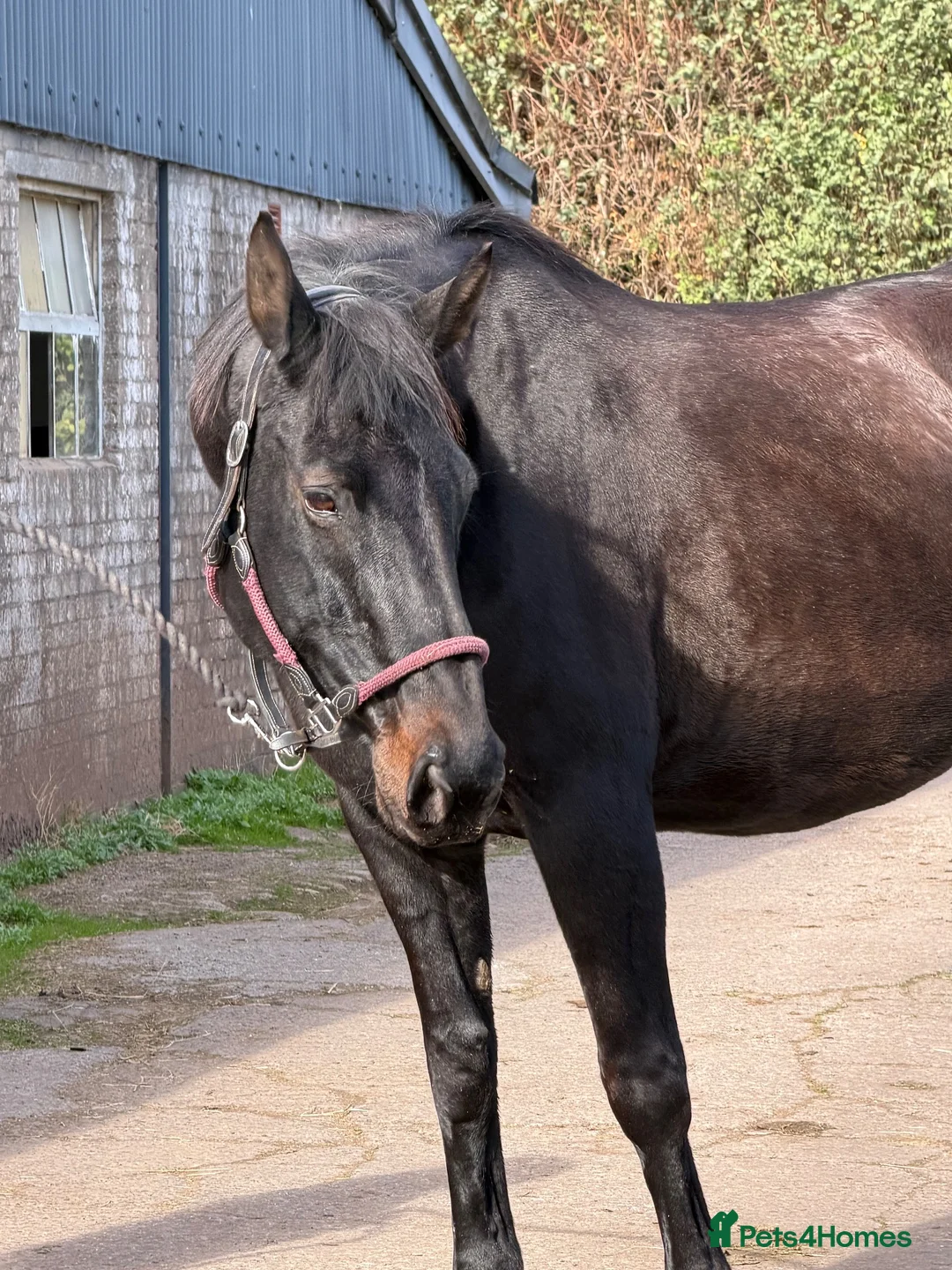English Warmblood horses for sale: Big And beautiful - Winter project type  - Advert 4