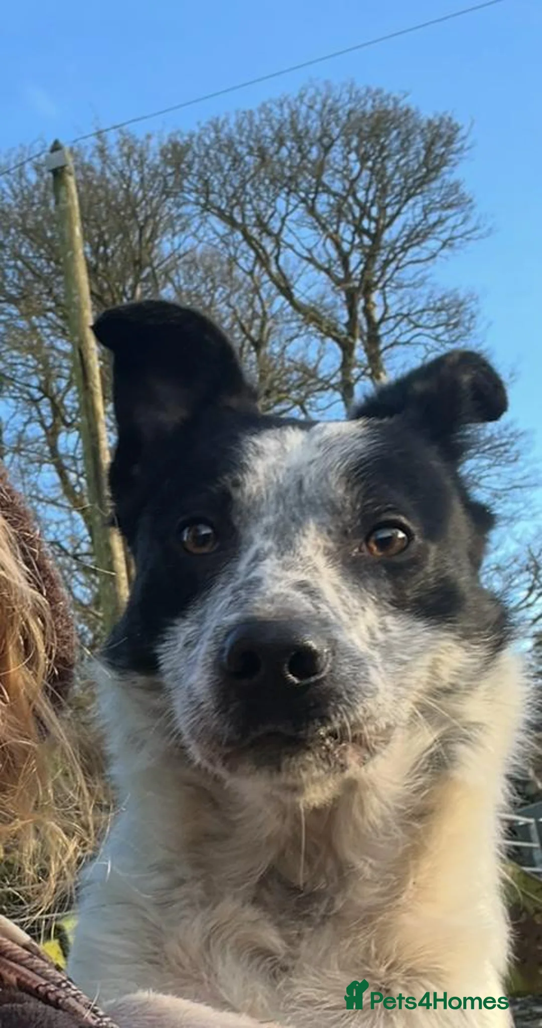 Border Collie dogs for sale: Bob the border collie - Advert 5