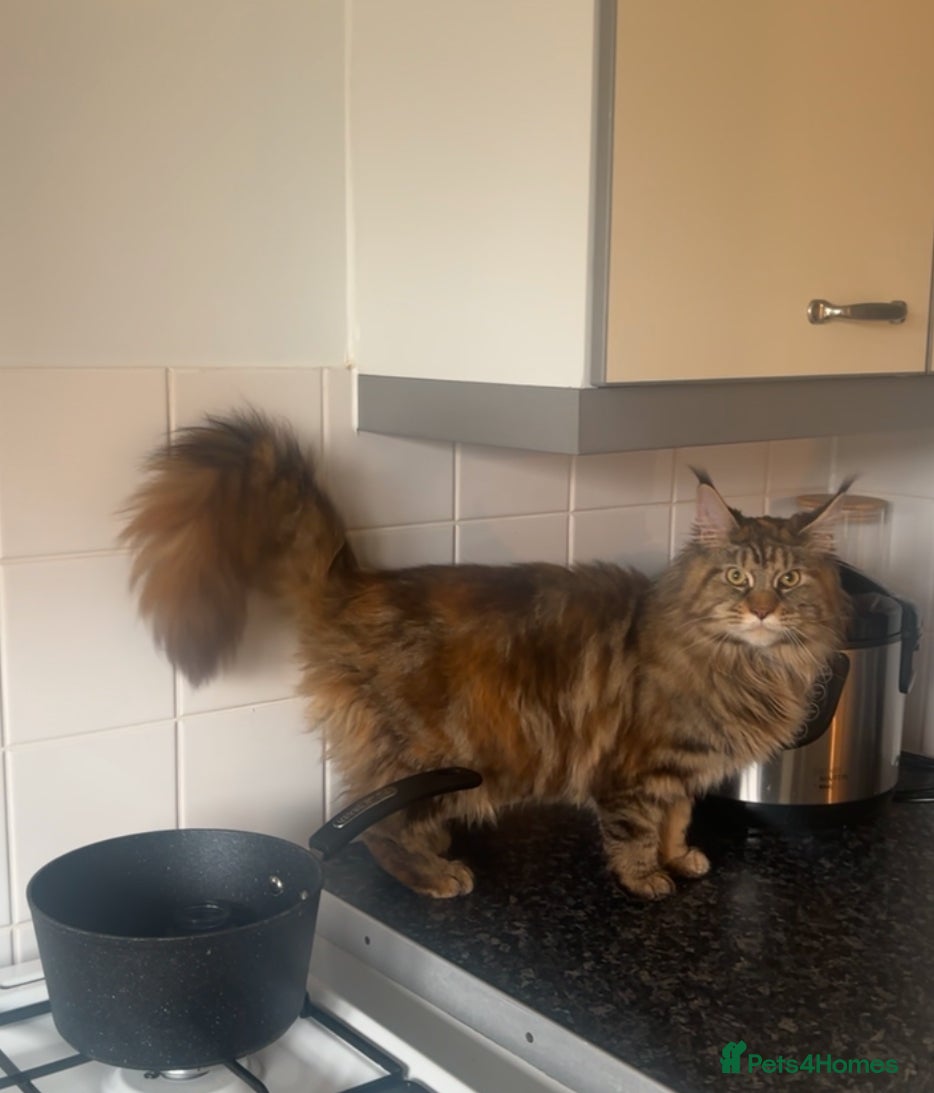 Maine Coon cats for sale: TICA Mainecoon Litter Due  - Advert 13