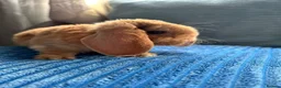 Mini Lop rabbits for sale: 🦋Pure Breed Mini plush lop 🦋 in Halstead - Advert 4