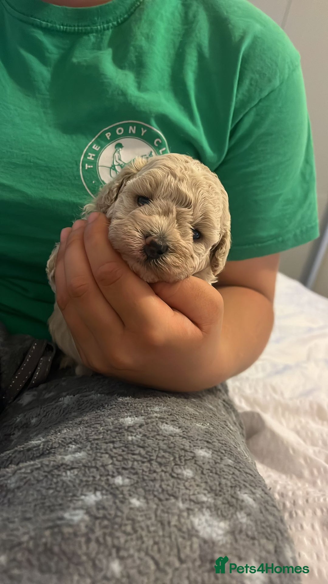 Toy Poodle dogs for stud: Silver Toy poodle  in Verwood - Advert 20