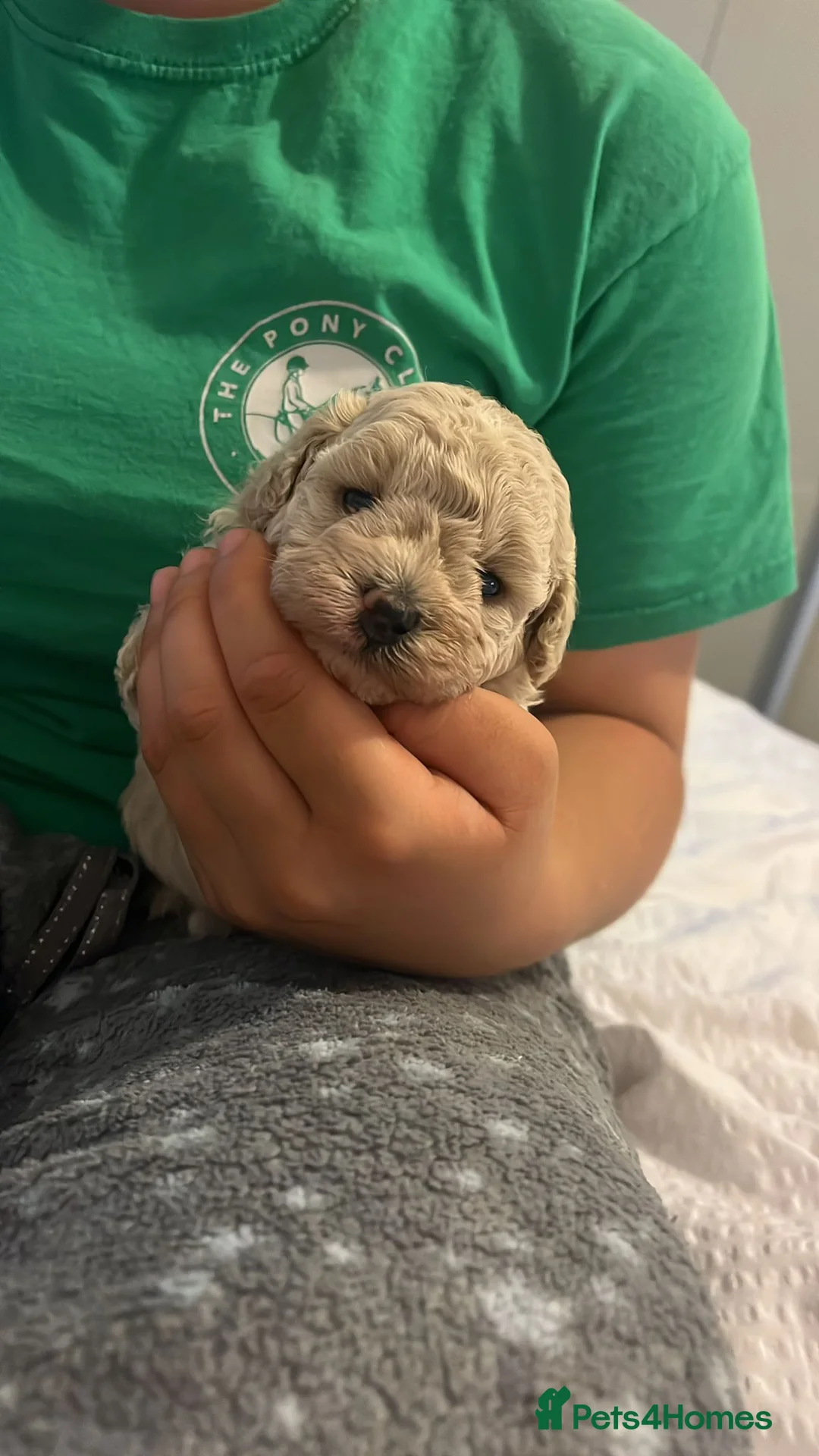 Toy Poodle dogs for stud: Silver Toy poodle  in Verwood - Advert 20