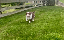 Border Collie dogs for sale: Beautiful Border Collie pups for sale  - Image 3