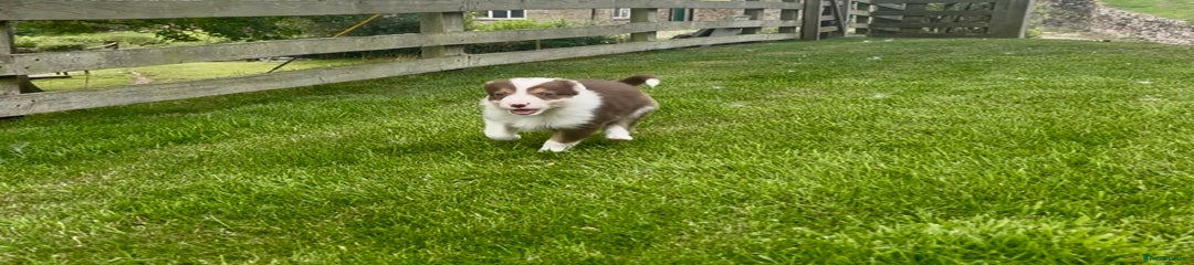 Border Collie Puppy 4
