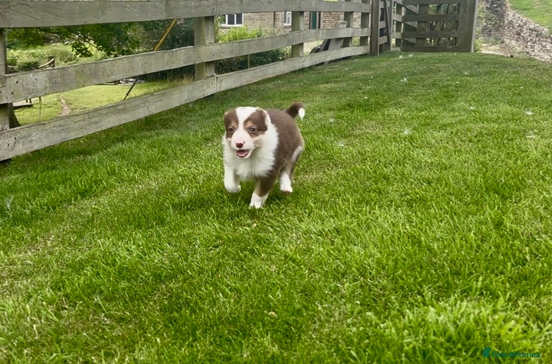 Border Collie dogs for sale: Beautiful Border Collie pups for sale  - Image 3