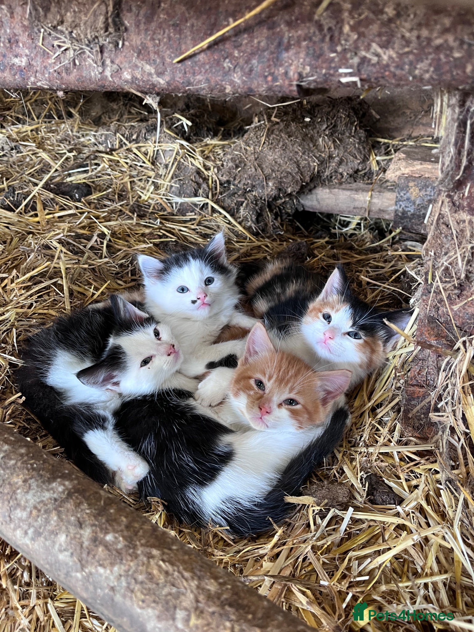 Mixed Breed cats Beautiful farm kittens for sale.  - Advert 1