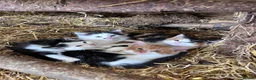 Mixed Breed cats for sale: Beautiful farm kittens for sale.  - Advert 1