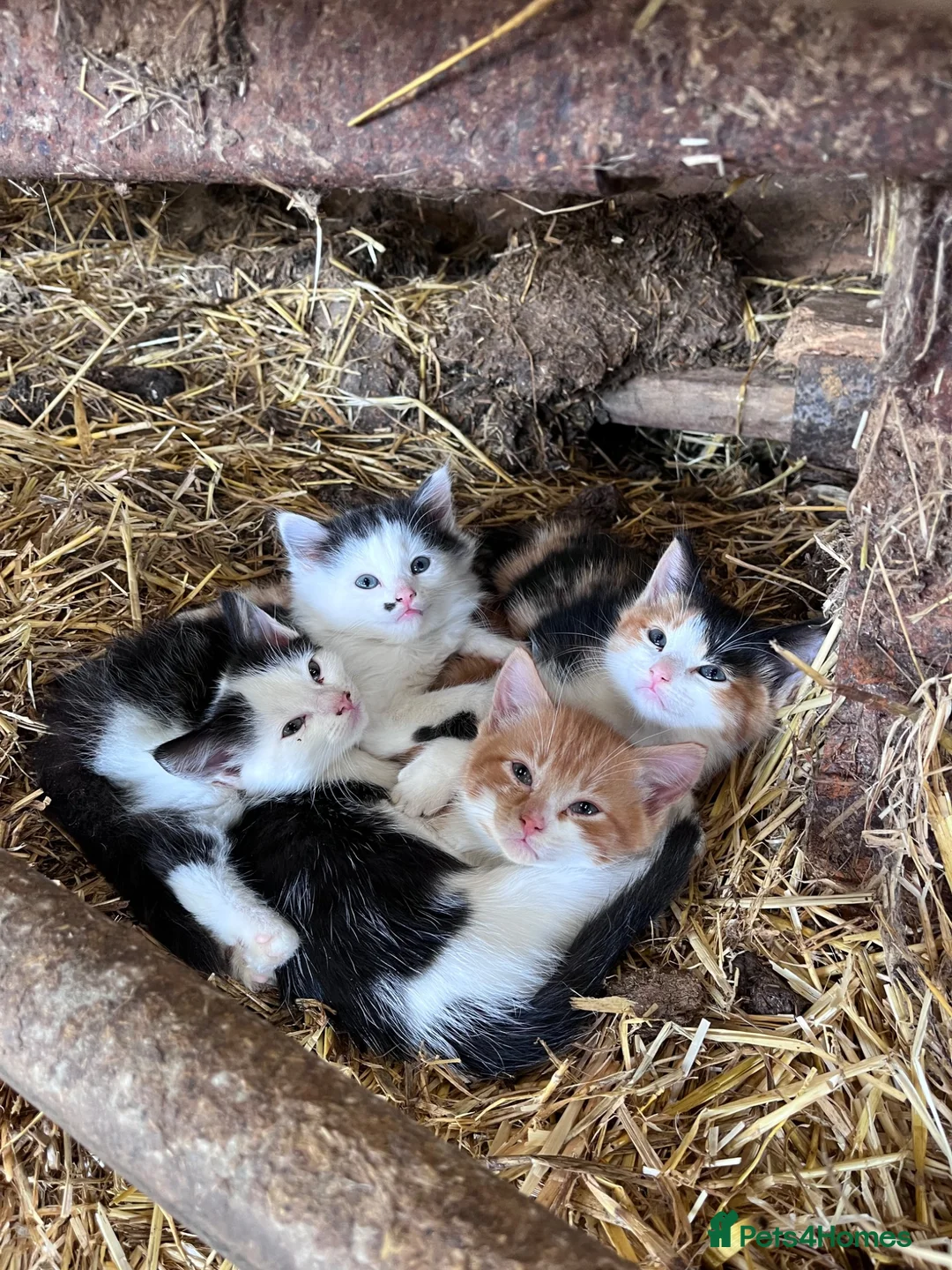 Mixed Breed cats for sale: Beautiful farm kittens for sale.  - Advert 1