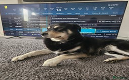 Mixed Breed dogs for sale: 3 year old Male Husky cross - Image 3