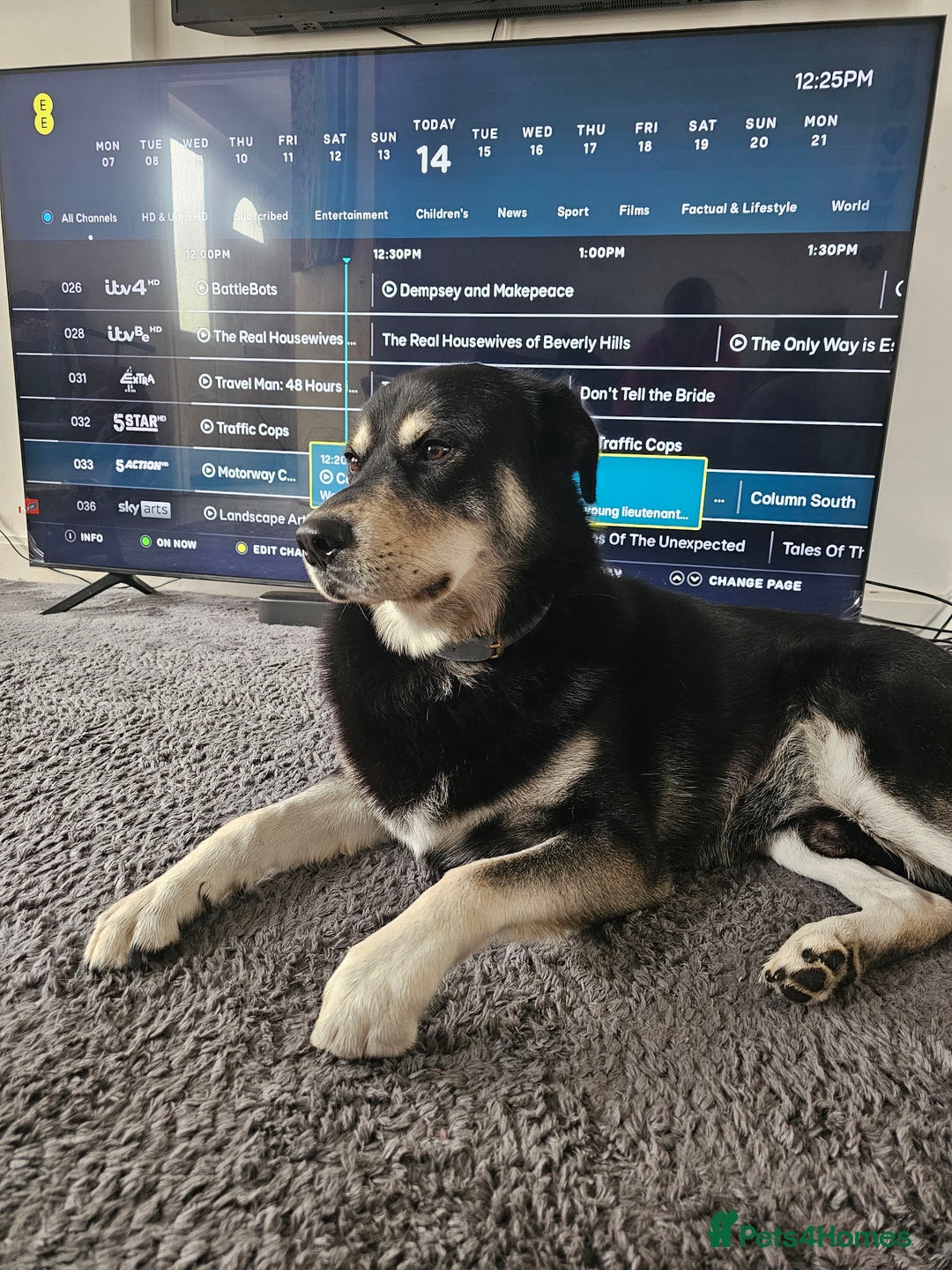 Mixed Breed dogs for sale: 3 year old Male Husky cross - Image 3