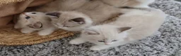 Ragdoll cats for sale: Tica Registered 💎 Ragdoll Kittens - Advert 6