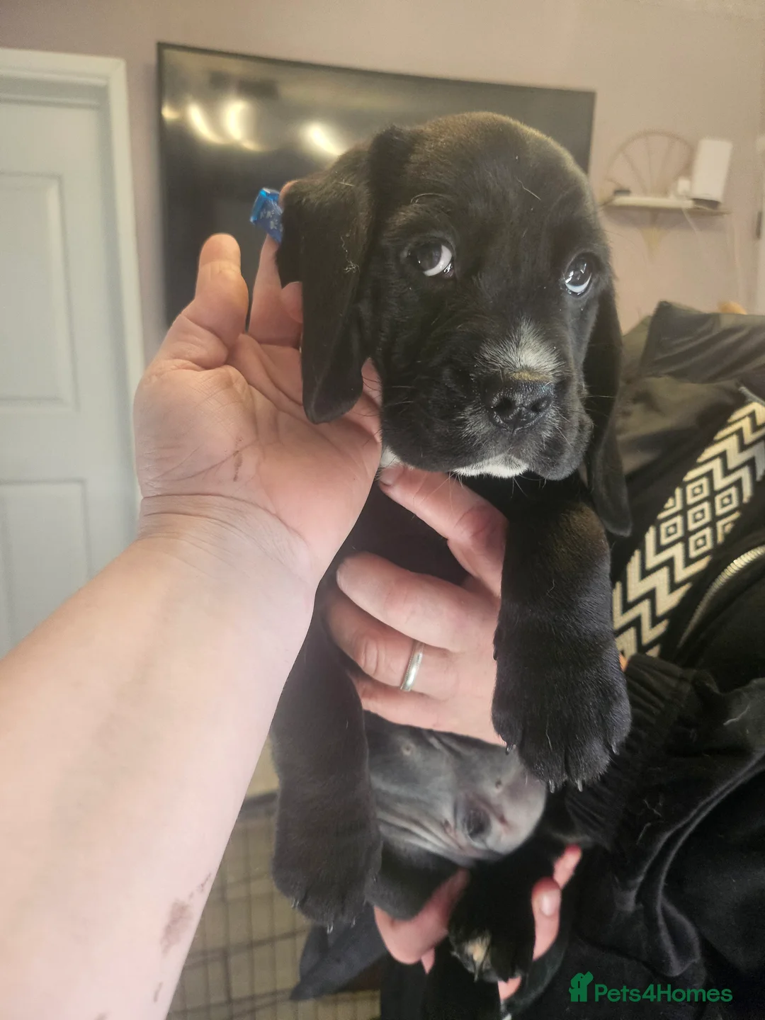 Bocker dogs for sale: Beagle cross with cooker spaniel  - Advert 7