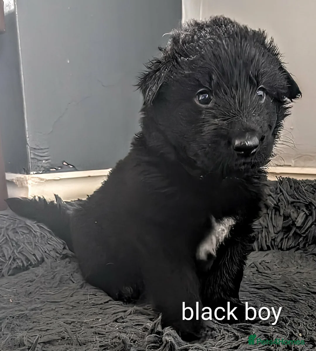 German Shepherd dogs for sale: Stunning long haired GSD puppies  - Advert 2