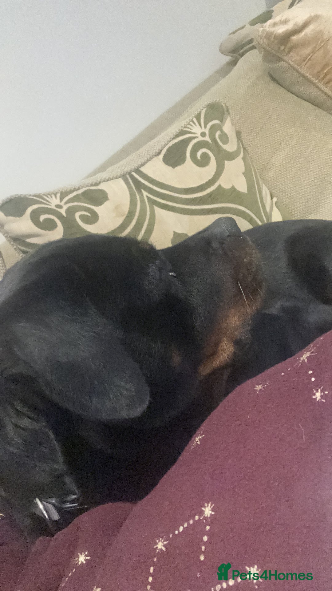 Rottweiler dogs for sale: Female Rottweiler  - Advert 2