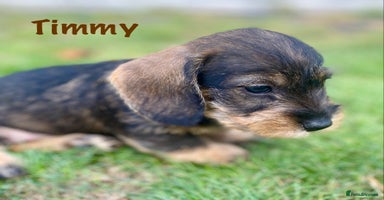 Miniature Dachshund dogs - Advert 13